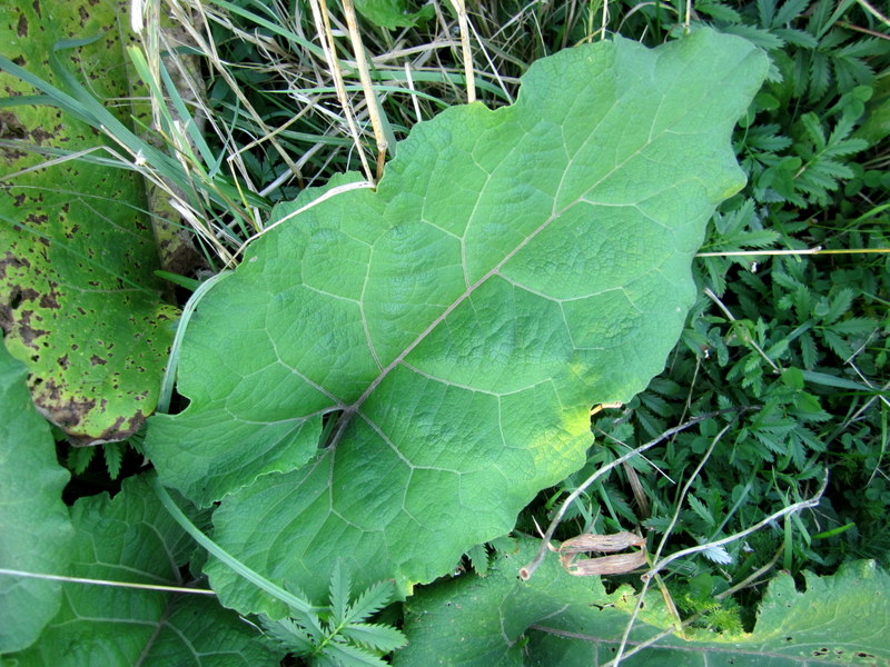 ARCTIUM  BURDOCK 25-09-2012 18-31-26.JPG