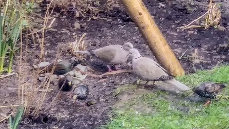 Are these two young pigeons 19-2-22.jpg
