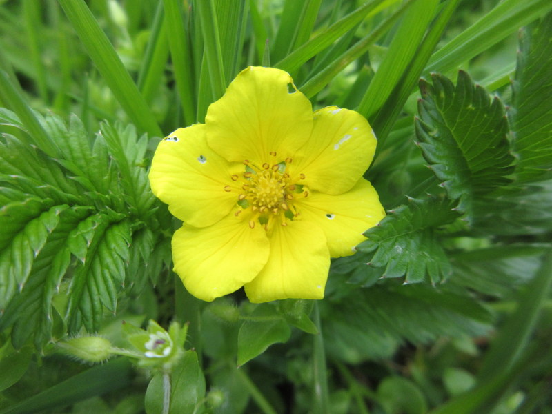 ARGENTINA ANSERINA  SYN  POTENTILLA  ANSERINA  SILVERWEED 21-06-2017 17-25-41.JPG