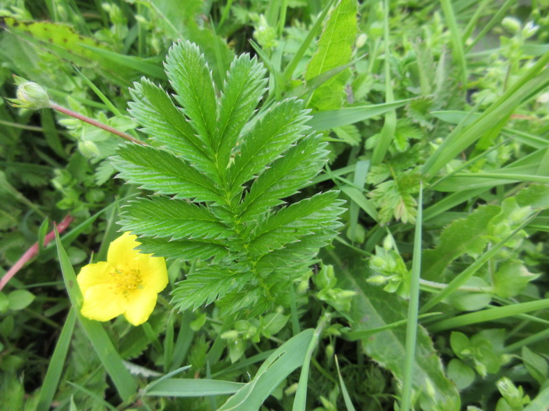 ARGENTINA ANSERINA  SYN  POTENTILLA  ANSERINA  SILVERWEED 21-06-2017 17-25-49.JPG