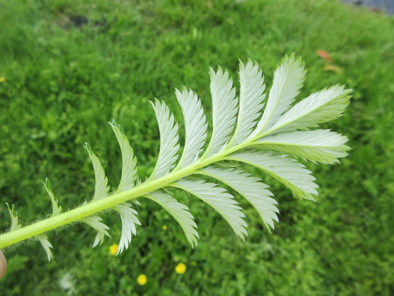 ARGENTINA ANSERINA  SYN  POTENTILLA  ANSERINA  SILVERWEED 21-06-2017 17-26-00.JPG
