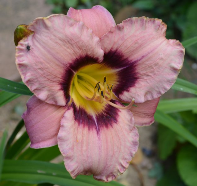 Aries Sultry Eyes.JPG