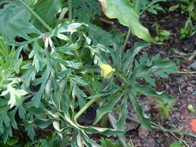 Arisaeama flavum 2017.JPG