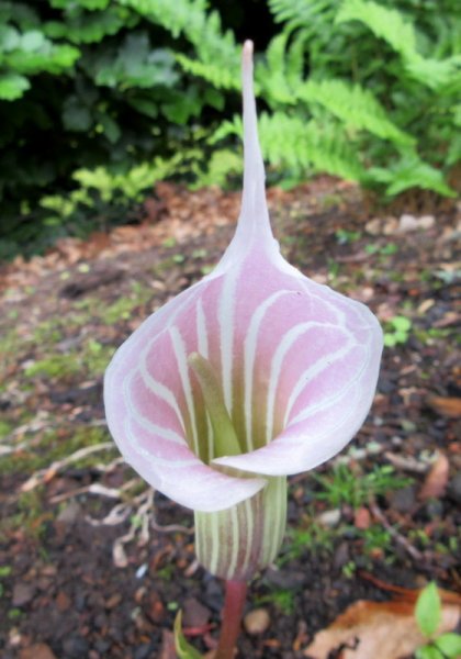 ARISAEMA  CANDIDISSIMUM 15-Jun-17 4-48-09 PM.JPG