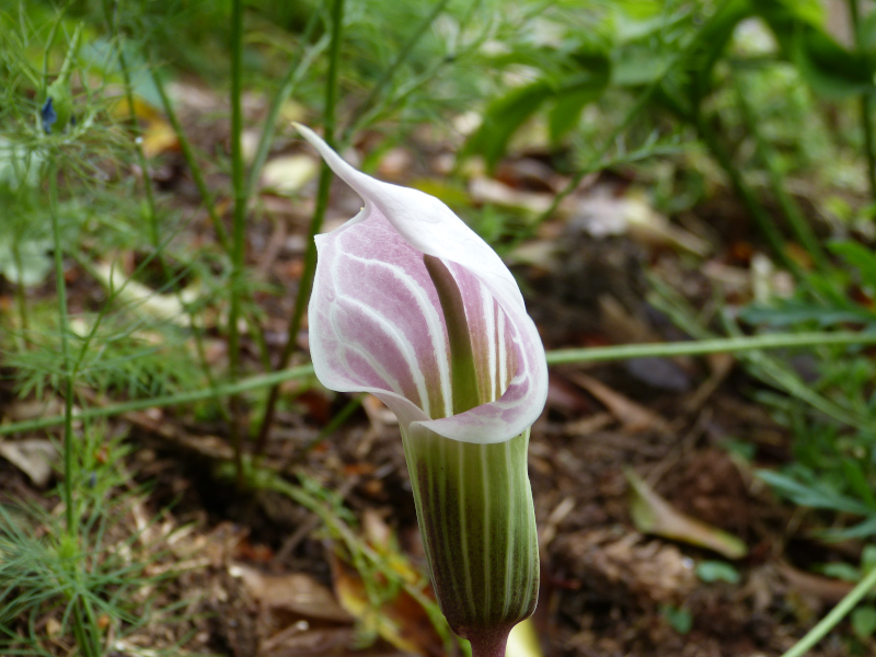 Arisaema candidissimum.JPG