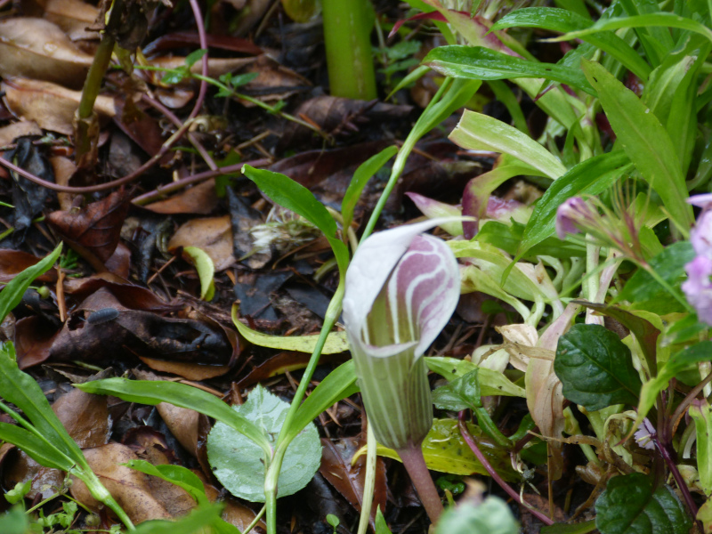 Arisaema candidissimum.JPG