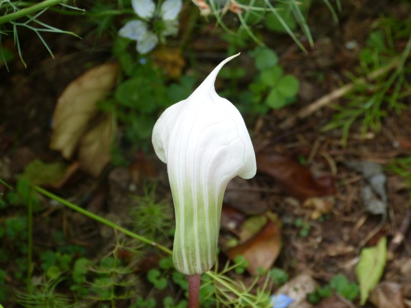 Arisaema candidissium.JPG