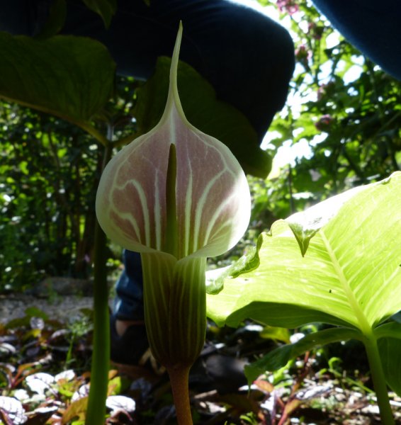 Arisaema candissimum.JPG