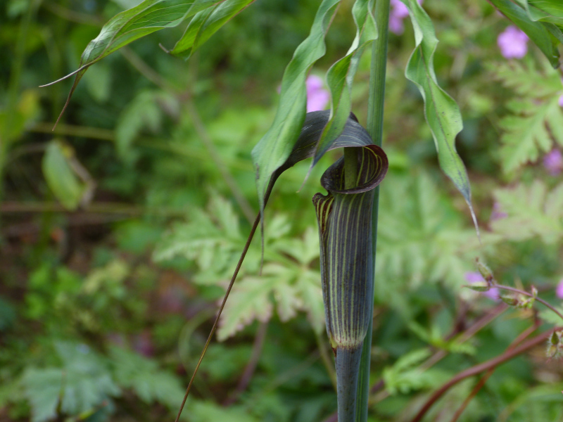 Arisaema ciliatum.JPG