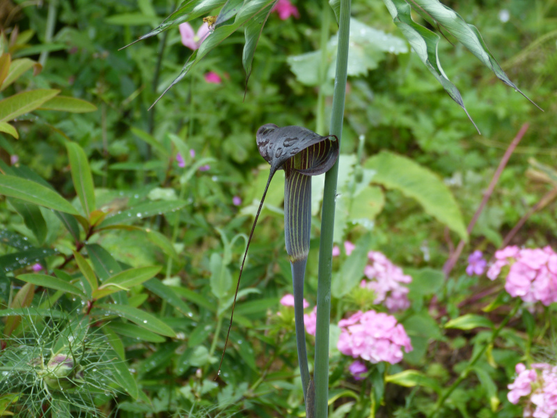 Arisaema ciliatum.JPG