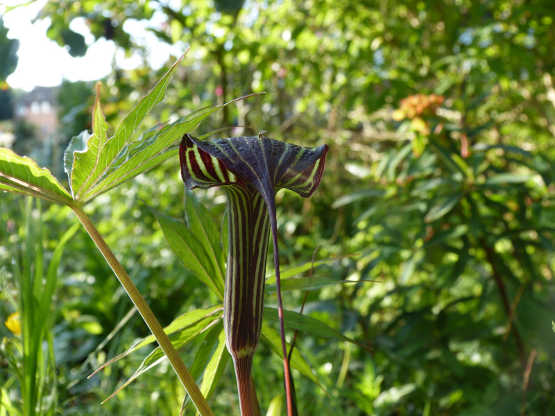 Arisaema ciliatum.JPG