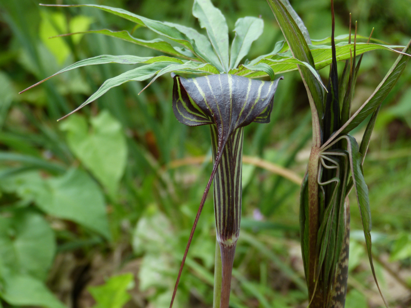 Arisaema ciliatum liubaense CT369.JPG