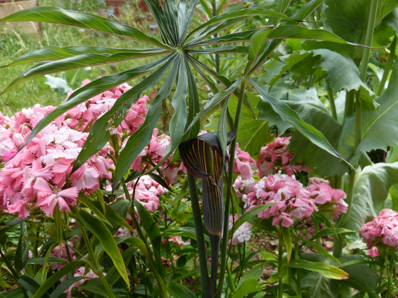 Arisaema ciliatum liubaense.JPG