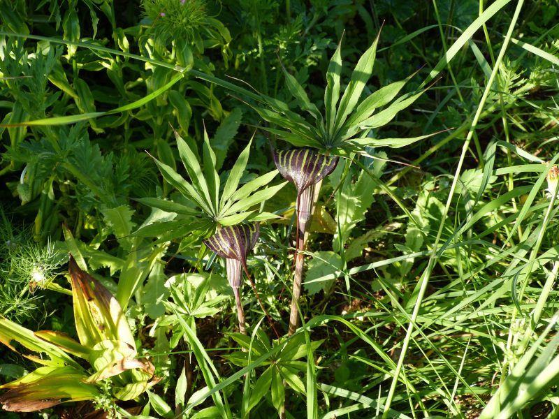 Arisaema ciliatum var. liubaense .JPG