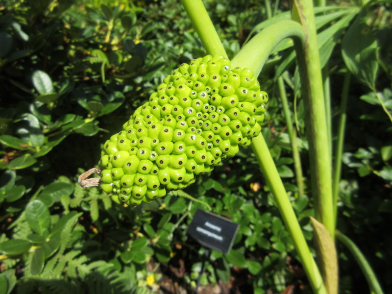 ARISAEMA  CONSANGUINEUM 20-08-2020 15-03-04.JPG