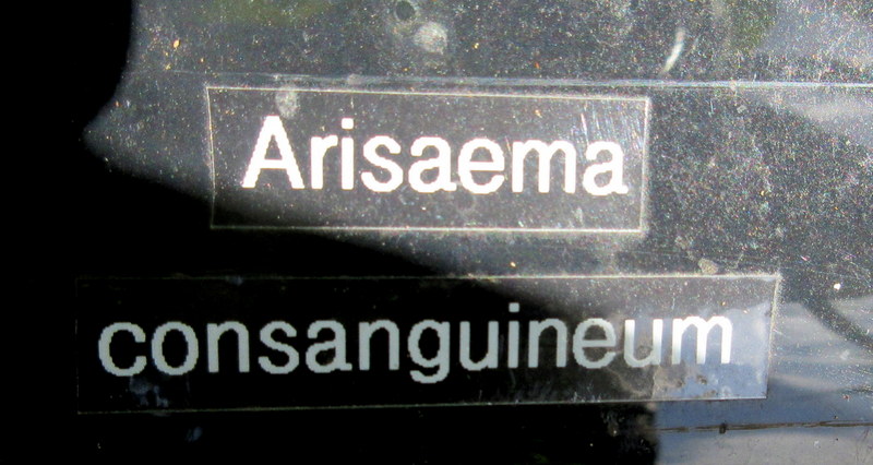 ARISAEMA  CONSANGUINEUM 20-08-2020 15-03-12.JPG