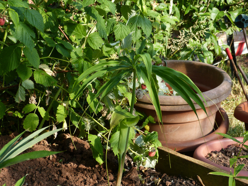 Arisaema consanguineum.JPG
