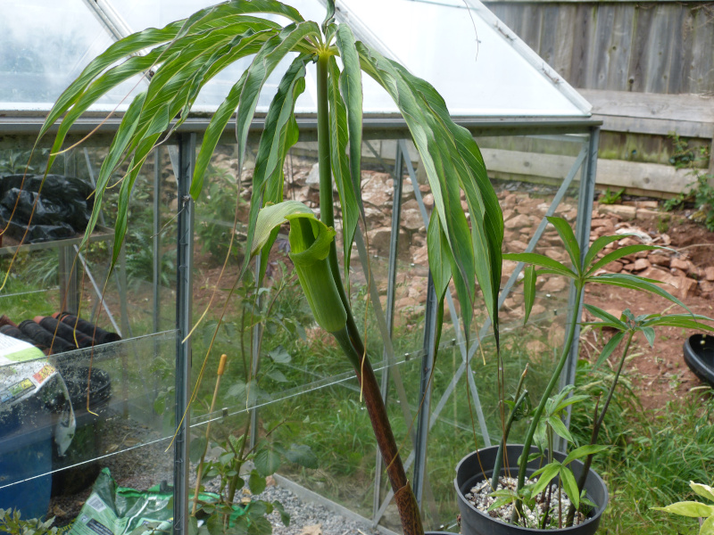 Arisaema consanguineum.JPG
