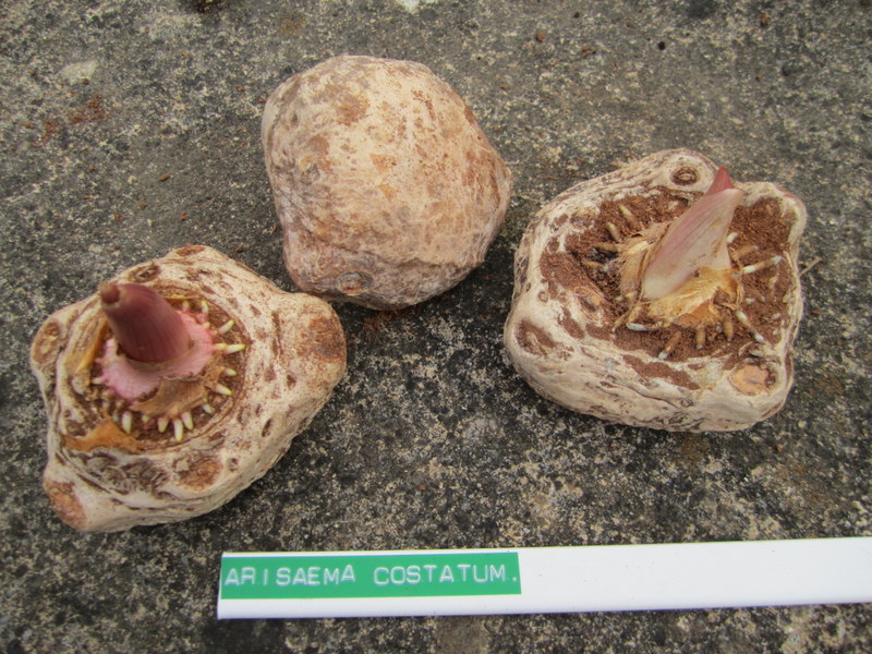 ARISAEMA  COSTATUM 02-06-2010 11-43-34.JPG