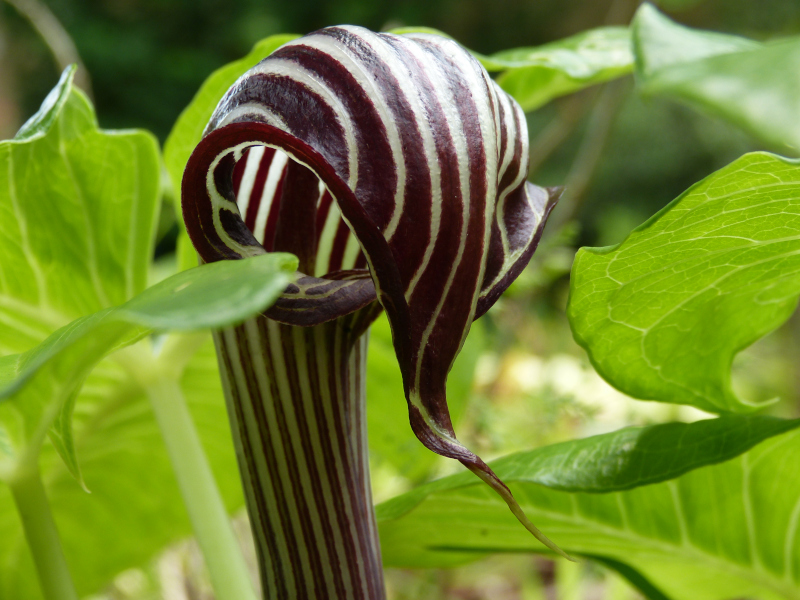 Arisaema fargesii.JPG