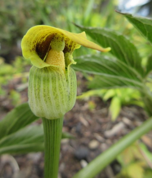 ARISAEMA  FLAVUM 22-06-2019 12-26-33.JPG