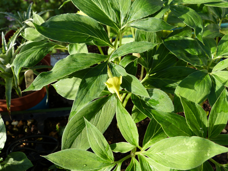 Arisaema flavum abbreviatum 2.JPG