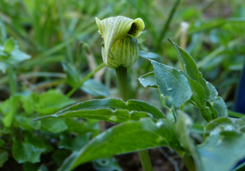 Arisaema flavum.JPG