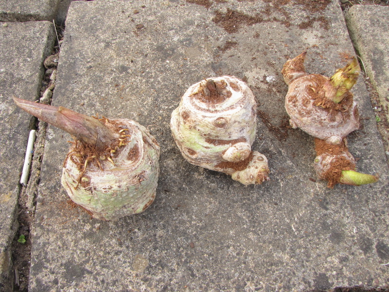 ARISAEMA  GALEATUM 31-05-2010 19-14-25.JPG