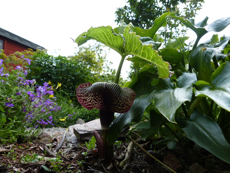 Arisaema griffithi 2017.JPG