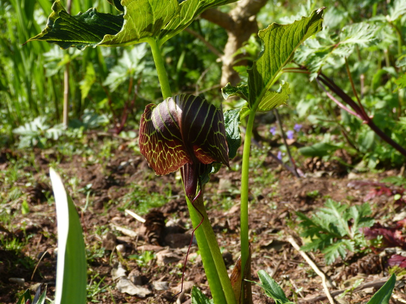 Arisaema griffithii.JPG