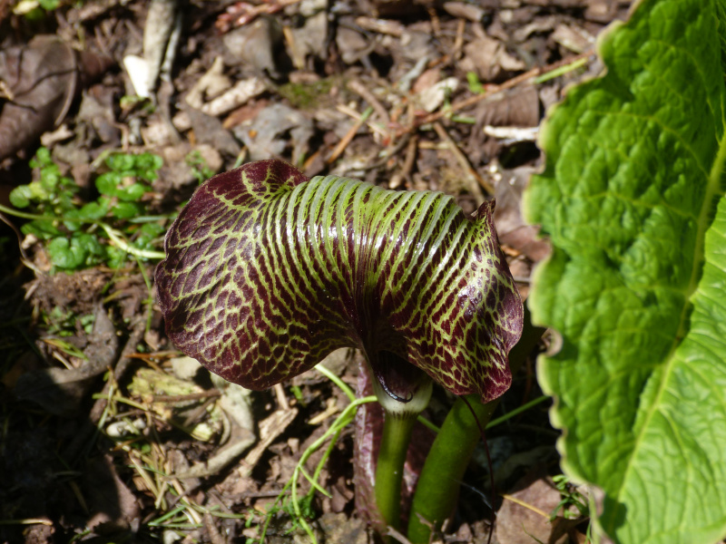 Arisaema griffithii.JPG