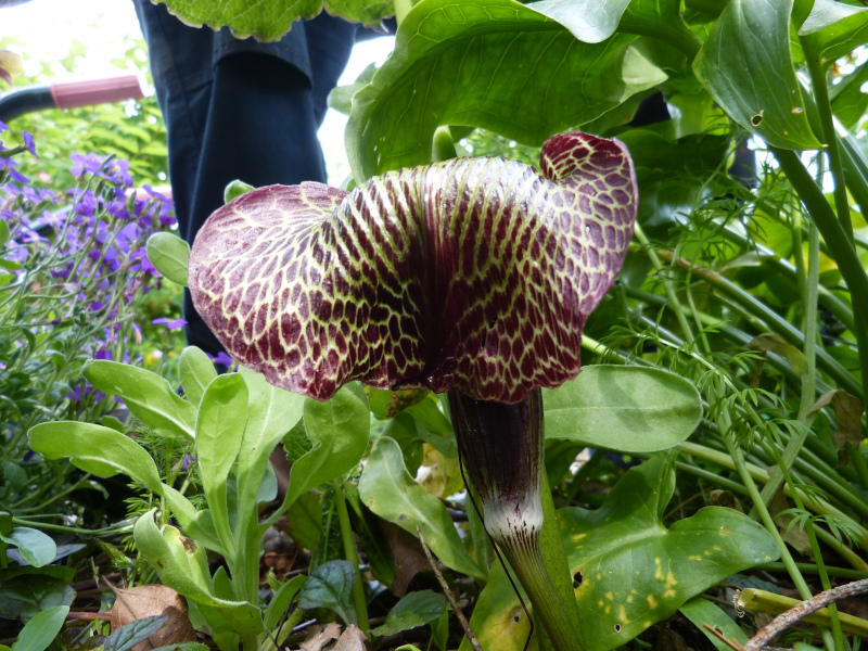 Arisaema griffithii.JPG