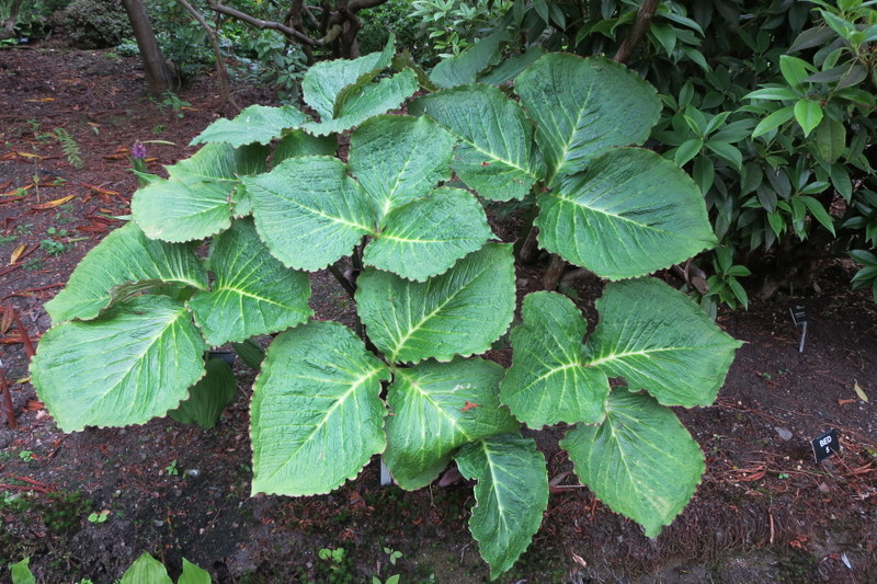 ARISAEMA  GRIFFITHII  PRADHANII 19-06-2015 14-47-04.JPG