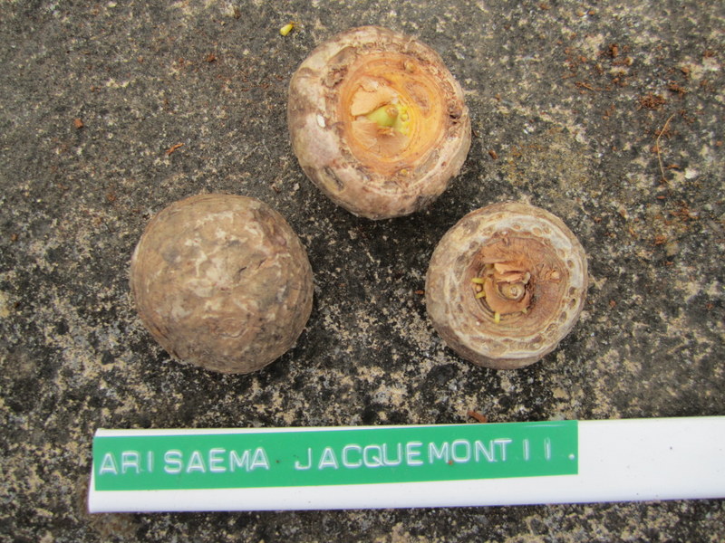 ARISAEMA  JACQUEMONTII 02-06-2010 11-37-19.JPG