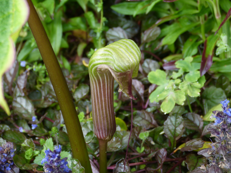 Arisaema.JPG