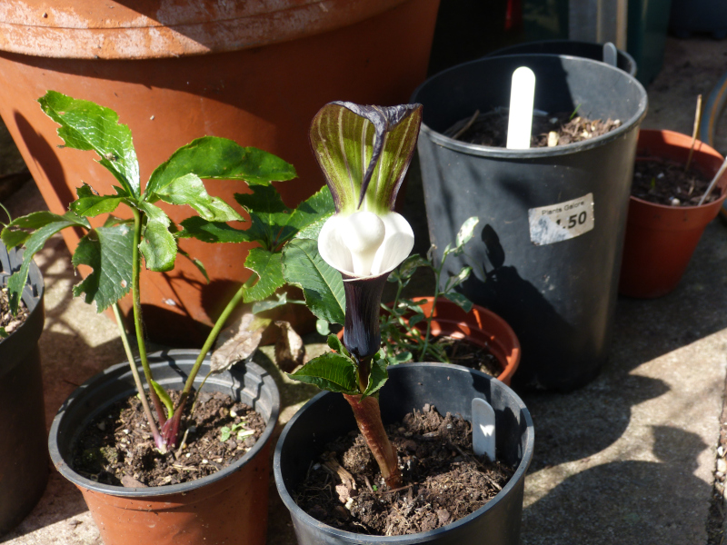 Arisaema kiushianum.JPG