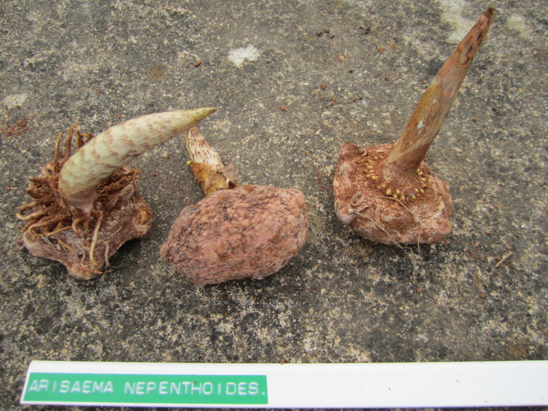 ARISAEMA  NEPENTHOIDES 02-06-2010 11-38-56.JPG