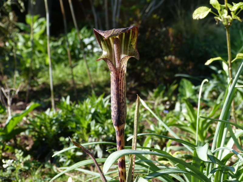 Arisaema nepenthoides 2017.JPG