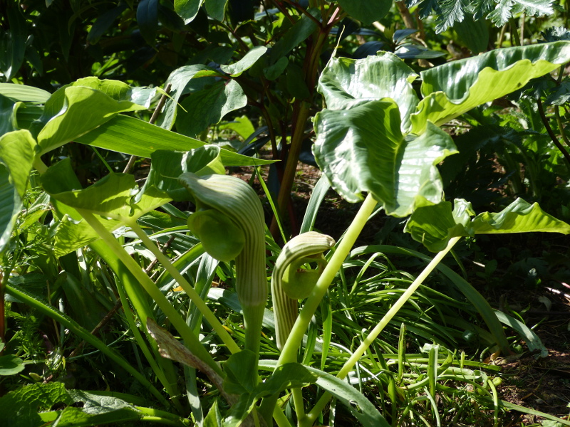 Arisaema ringens.JPG