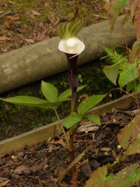 ARISAEMA  SIKOKIANUM 04-05-2008 17-35-19.JPG