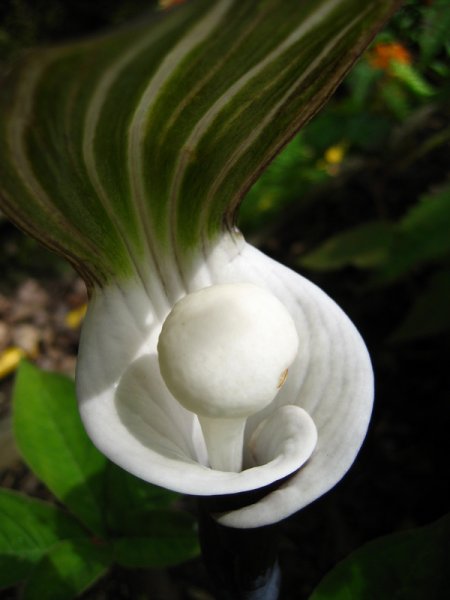 ARISAEMA  SIKOKIANUM 10-05-2008 13-09-14.JPG