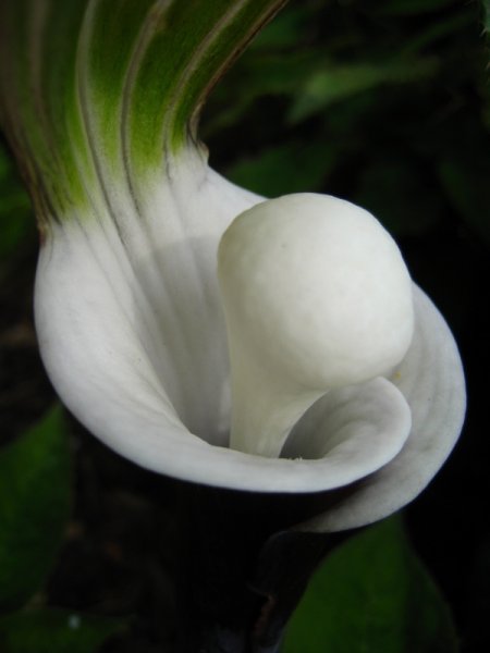 ARISAEMA  SIKOKIANUM 10-05-2008 16-26-52.JPG