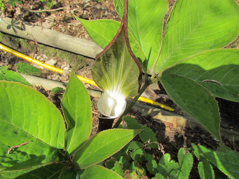 ARISAEMA  SIKOKIANUM 20-04-2011 20-12-11.JPG