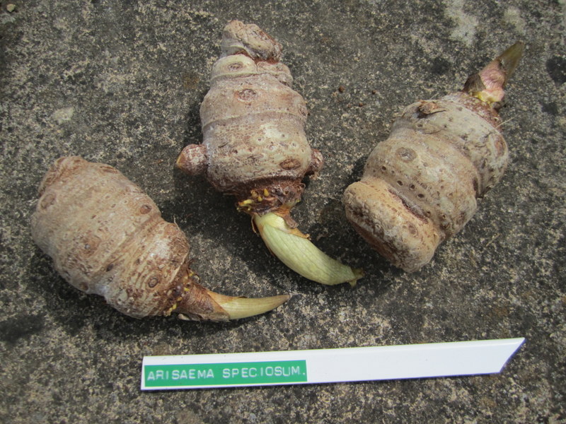 ARISAEMA  SPECIOSUM 02-06-2010 11-32-22.JPG