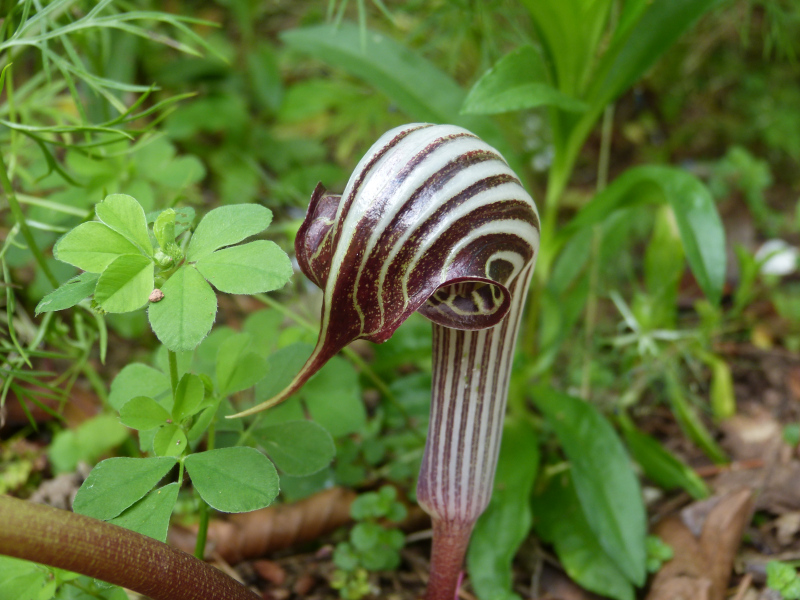 Arisaema speciosum.JPG