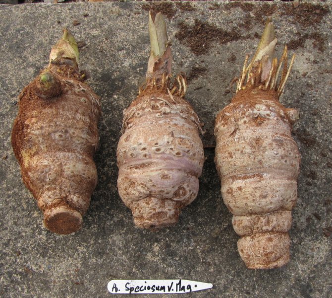 ARISAEMA  SPECIOSUM  MAGNIFICUM  31-05-2010 19-12-46.jpg