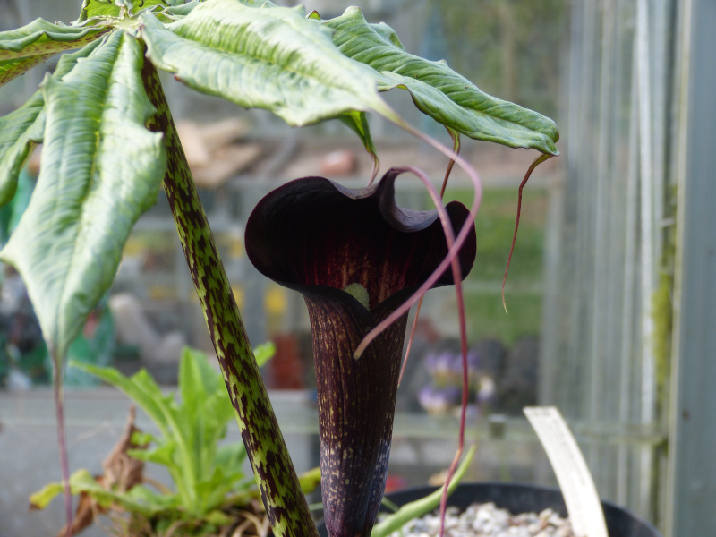 Arisaema taiwanense cinereus.JPG