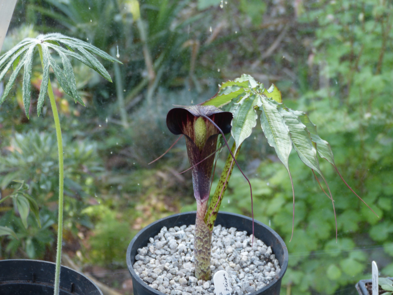 Arisaema taiwanense.JPG