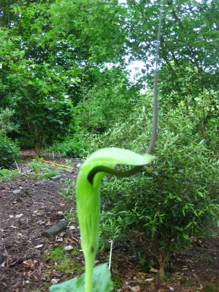 ARISAEMA  TORTUOSUM 04-06-2009 18-29-54.JPG