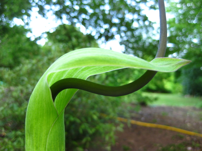 ARISAEMA  TORTUOSUM 04-06-2009 18-30-14.JPG